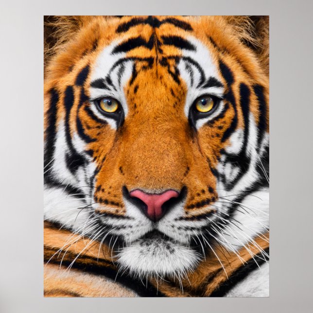 Tiger Face Poster (Front)