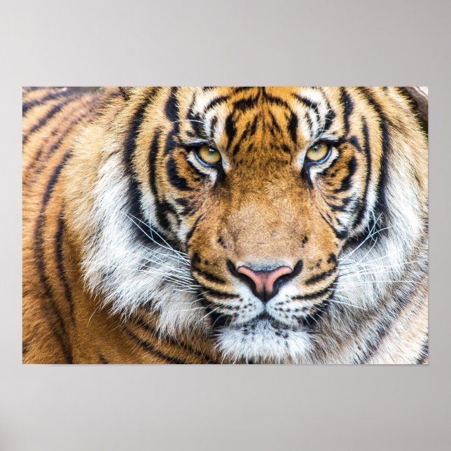 Tiger Face Poster (Front)