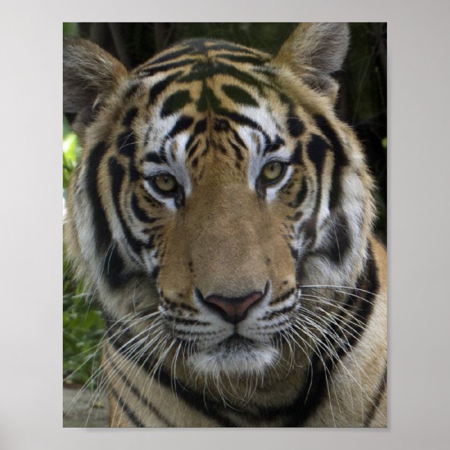 Tiger Face Poster (Front)