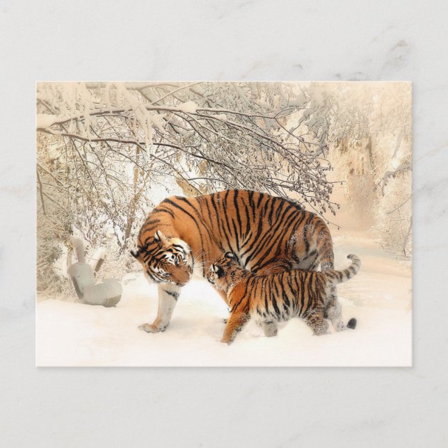 Tiger family in winter postcard (Front)