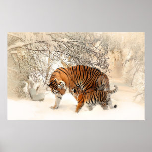 Tiger family in winter poster