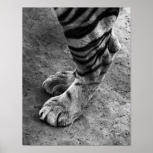 Tiger Feet Black and White Photograph Poster