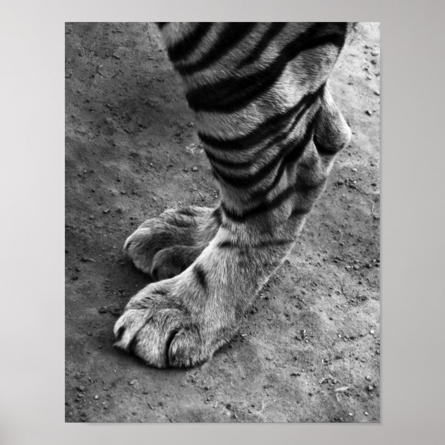 Tiger Feet Black and White Photograph Poster (Front)