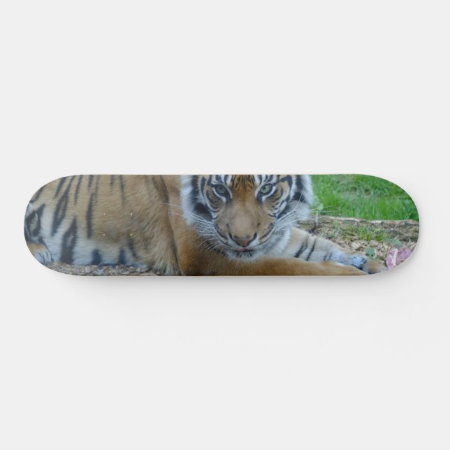 Tiger Gaze Skateboard (Horz)