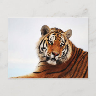 Tiger glance sideways photo postcard