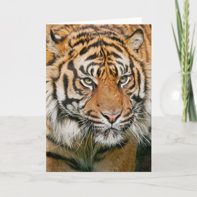 Tiger - Greeting Card (Front)