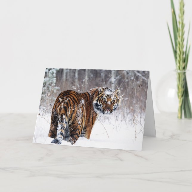 Tiger Greeting Card (Front)