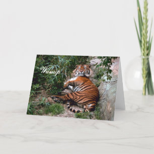 Tiger Greeting Card