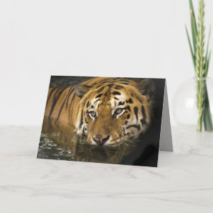 tiger greeting card