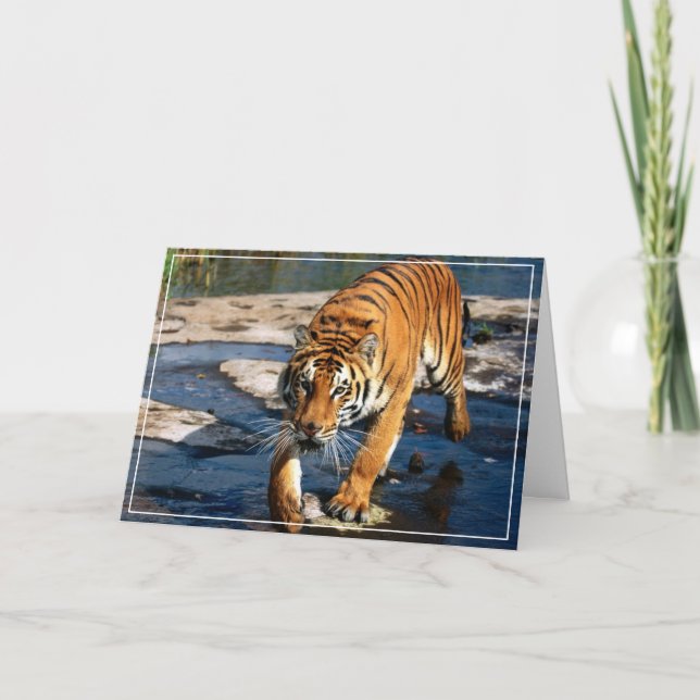 Tiger Greeting Card (Front)