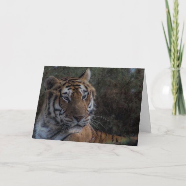 Tiger Greeting Card-Tarjeta Tigre felicitacion Card (Front)