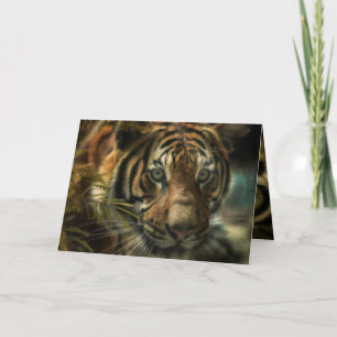 TIGER GROUND ZERO CARD