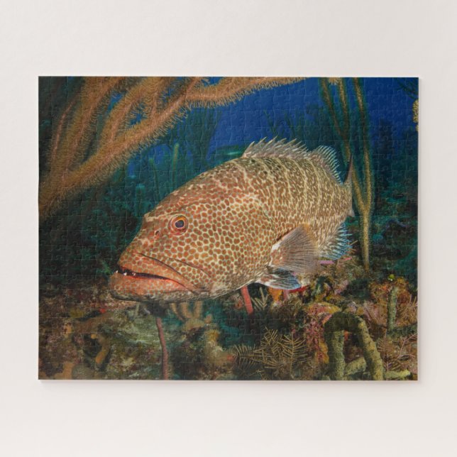 Tiger Grouper Underwater Jigsaw Puzzle (Horizontal)