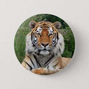 Tiger head beautiful photo button, pin, gift 6 cm round badge