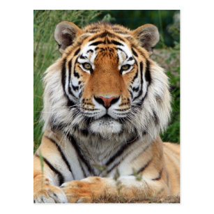 gift ideas for tiger lovers