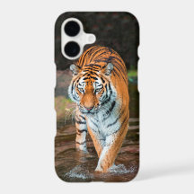 Tiger in River