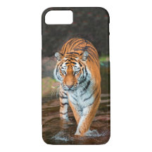 Tiger in River