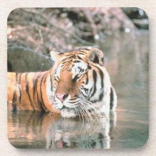 Tiger in stream coaster
