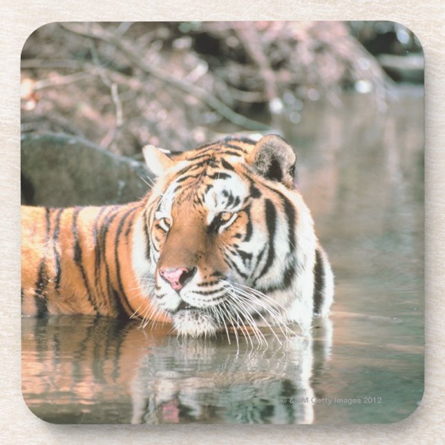 Tiger in stream coaster (Front)
