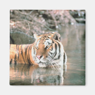 Tiger in stream magnet