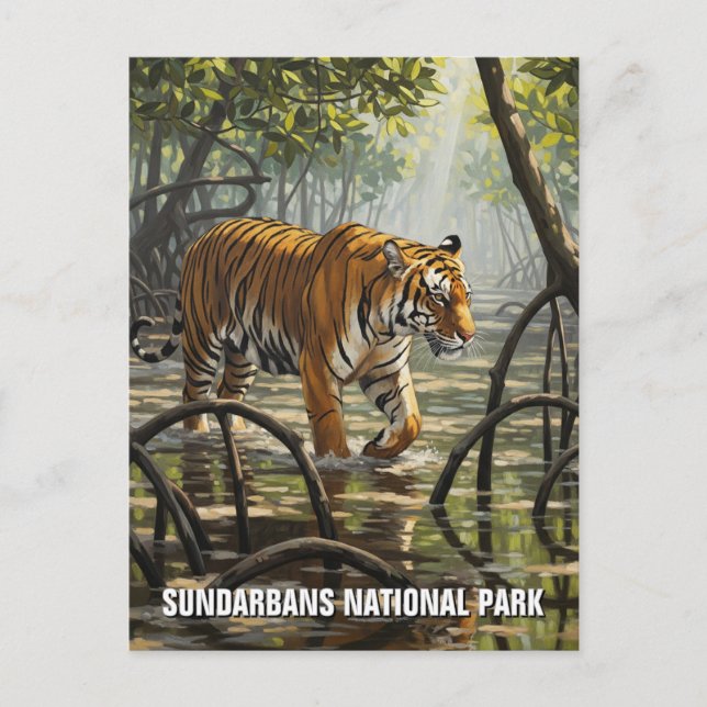 Tiger in Sundarbans National Park India Postcard (Front)
