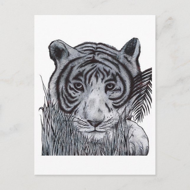 Tiger in the Grass Postcard (Front)