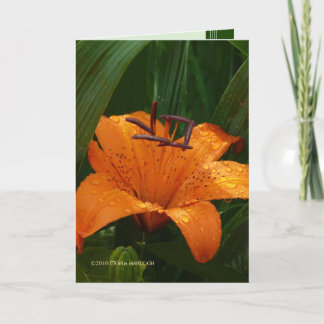 Tiger in the Green Card