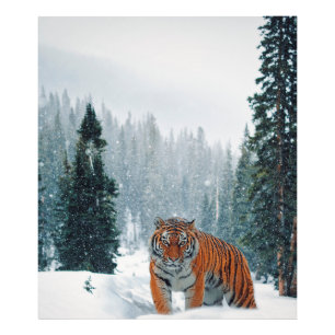 tiger in the snow photo print