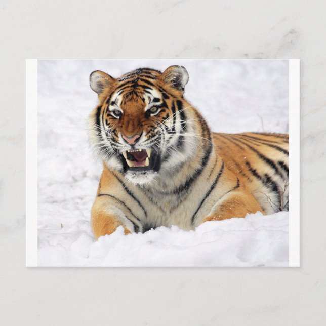 Tiger In The Snow Postcard (Front)