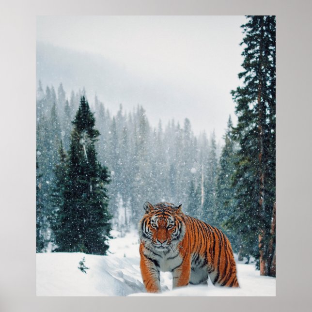 tiger in the snow poster (Front)