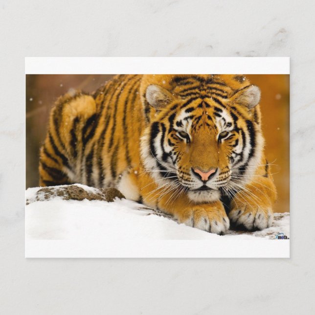 TIger in the Snow Ready to Attack Postcard (Front)