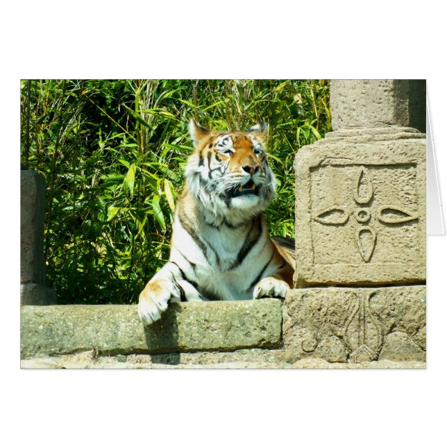 Tiger in the temple (Front Horizontal)