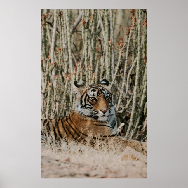 TIGER IN THE WILD RESTING POSTER (Front)