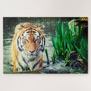 Tiger in Water Jigsaw Puzzle