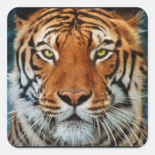 Tiger in Water Photograph Square Sticker