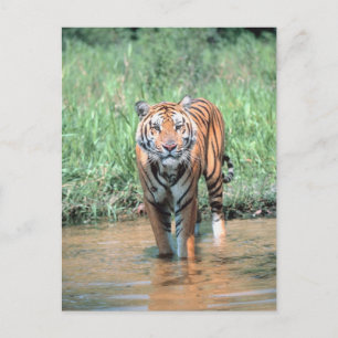 Tiger in water postcard