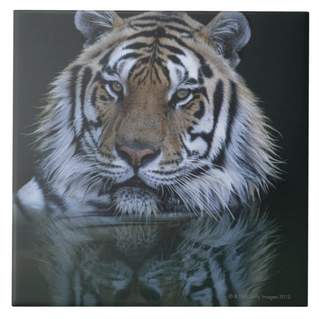 Tiger in Water Tile (Front)