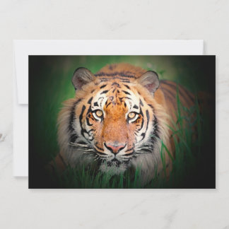 Tiger Invitation