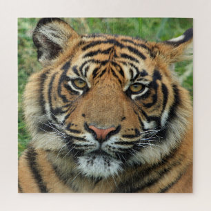 Tiger Jigsaw Puzzle