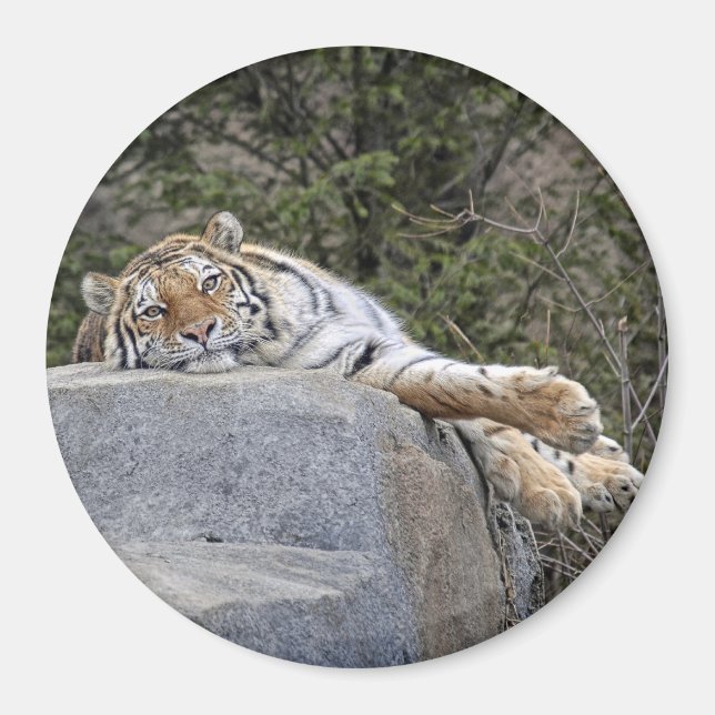 Tiger "Lazy Day" Magnet (Front)