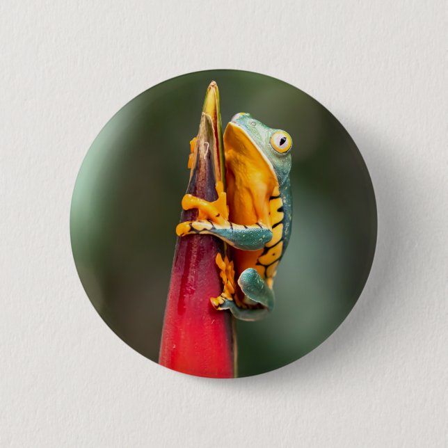 Tiger Legged Monkey Tree Frog Green Orange 6 Cm Round Badge (Front)
