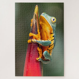 Tiger Legged Monkey Tree Frog Green Orange Jigsaw Puzzle
