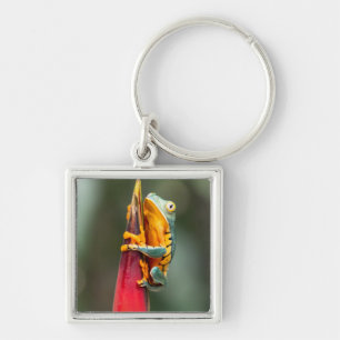 Tiger Legged Monkey Tree Frog Green Orange Key Ring