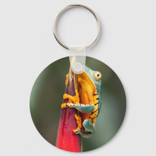 Tiger Legged Monkey Tree Frog Green Orange Key Ring