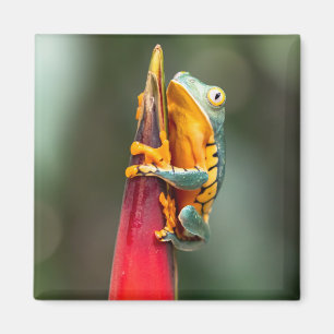 Tiger Legged Monkey Tree Frog Green Orange Magnet