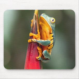 Tiger Legged Monkey Tree Frog Green Orange Mouse Mat
