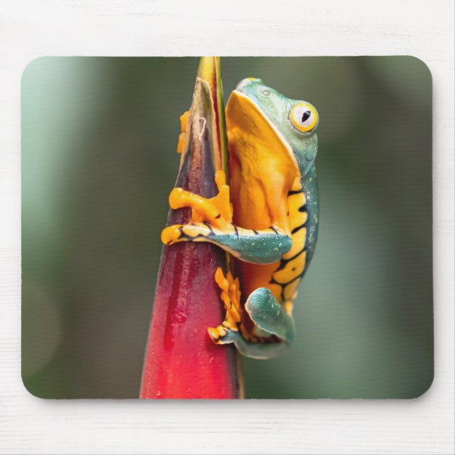 Tiger Legged Monkey Tree Frog Green Orange Mouse Mat (Front)