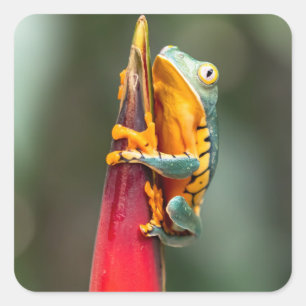 Tiger Legged Monkey Tree Frog Green Orange Square Sticker