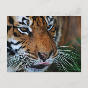 Tiger licking his lips postcard