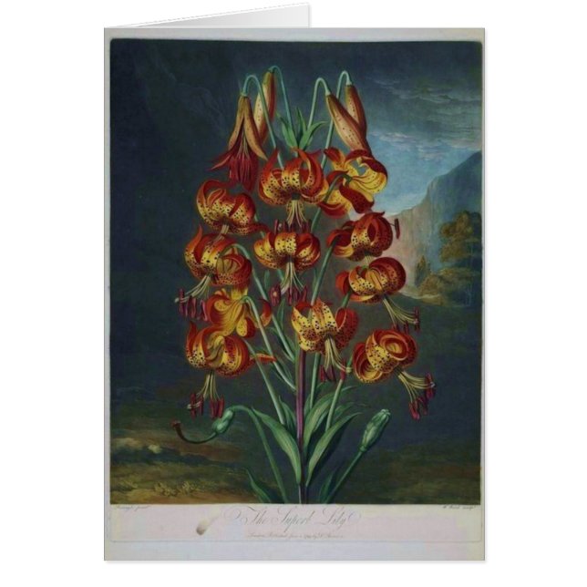 Tiger Lilies (Front)